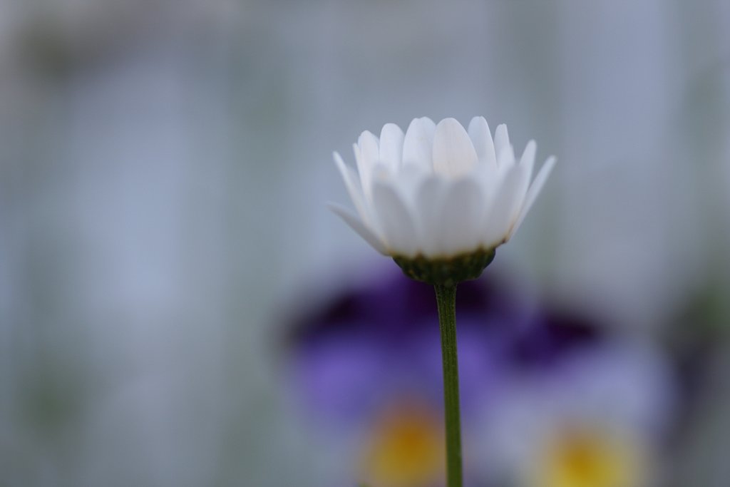菊の仲間？