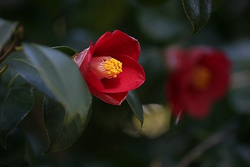 バリオゾナーで撮った椿