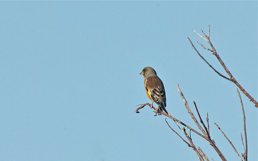 カワラヒワ