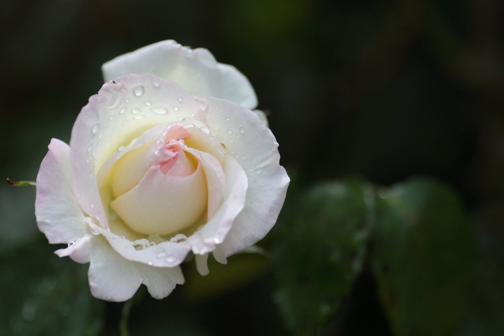 薔薇