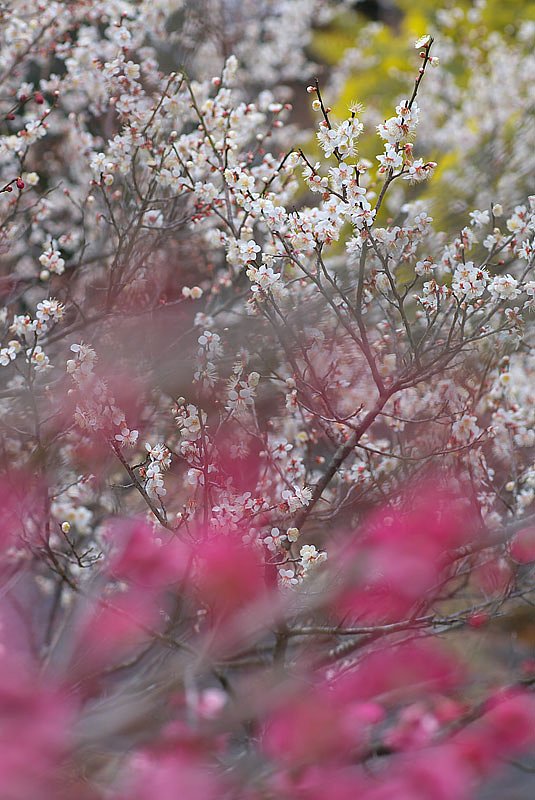 「春」多彩