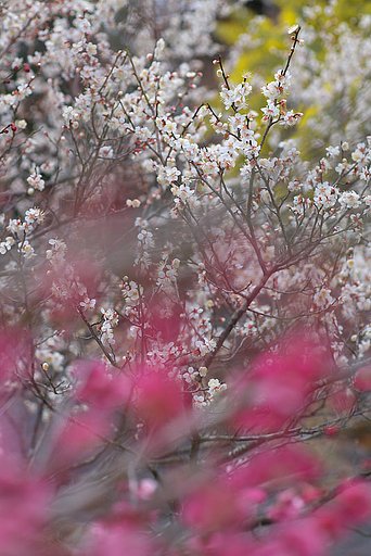 「春」多彩