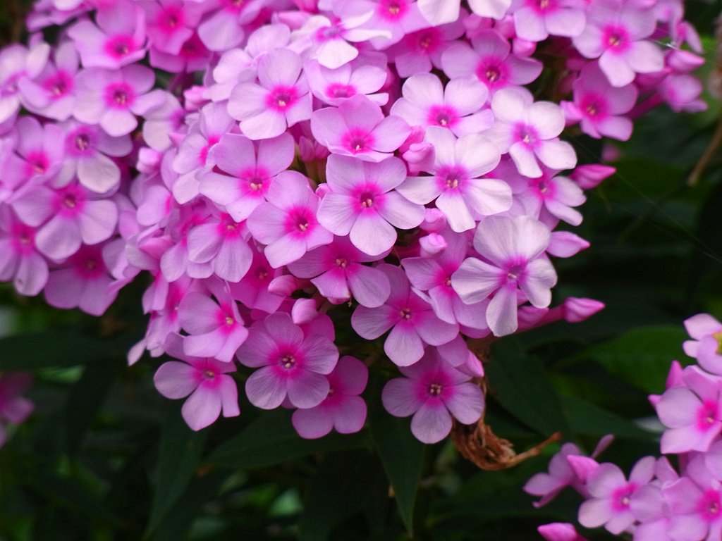 ピンクの花その4