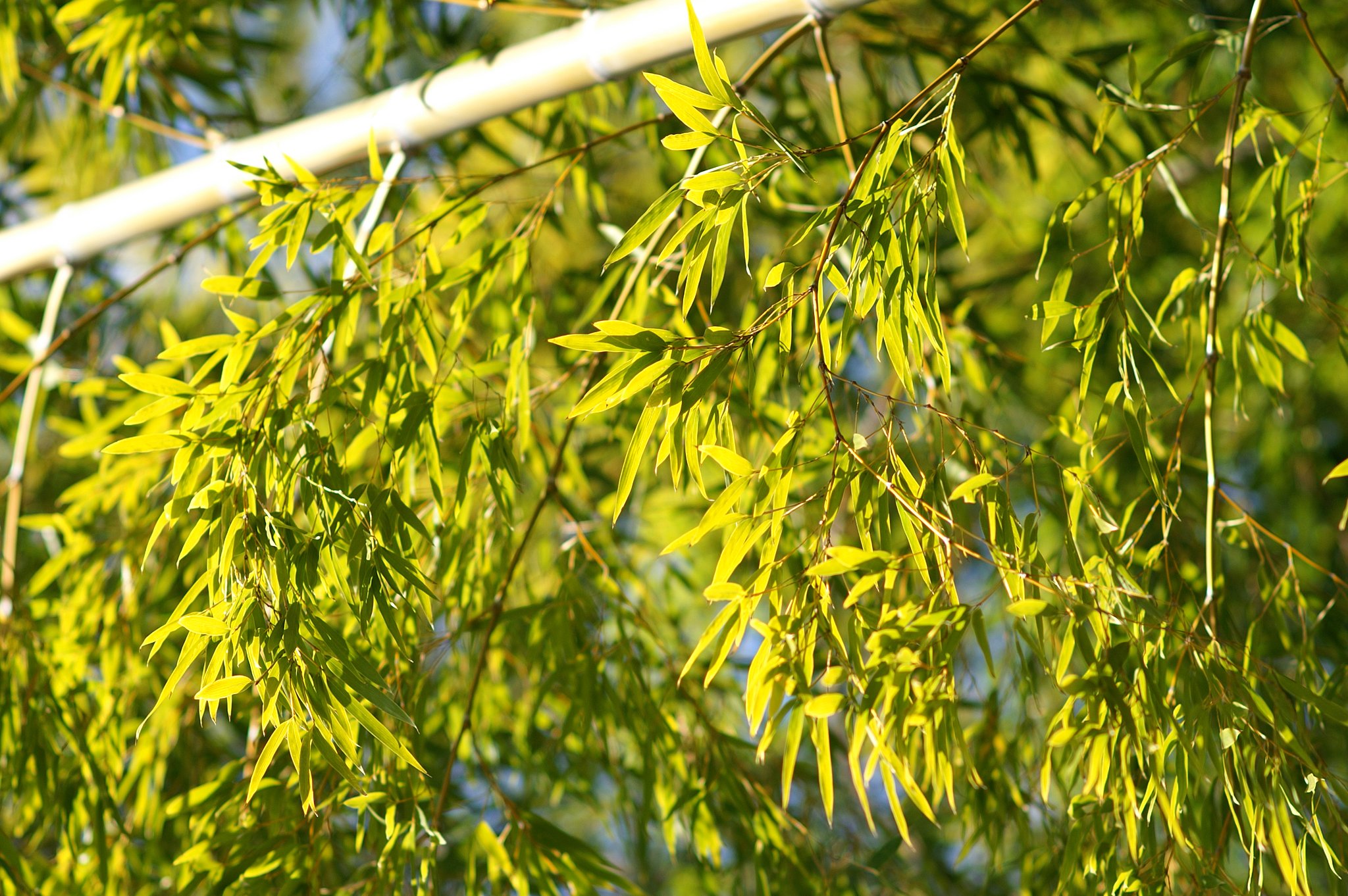 【春】春っぽい？