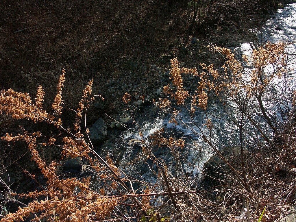 芦川の景色