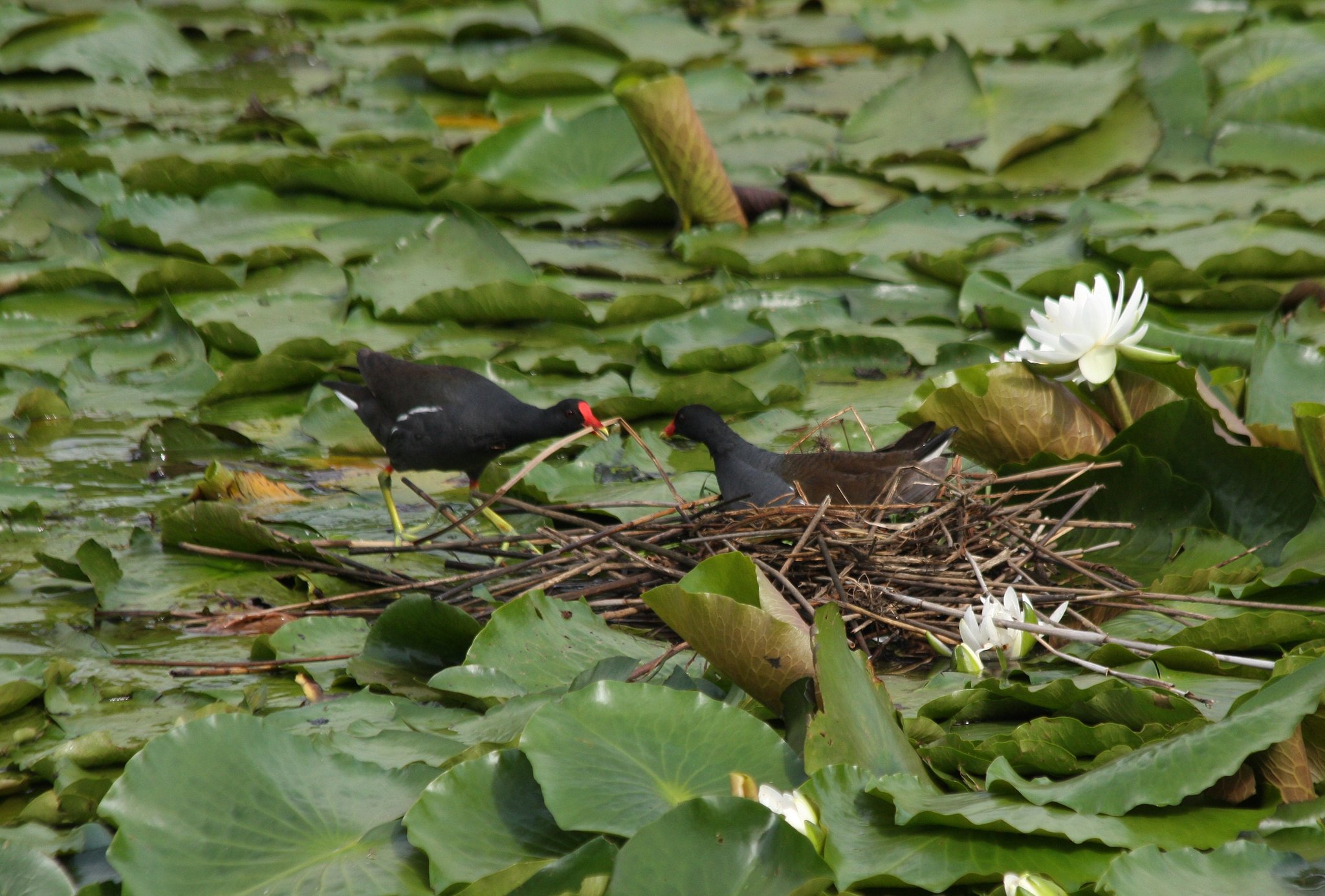 バンの巣作り