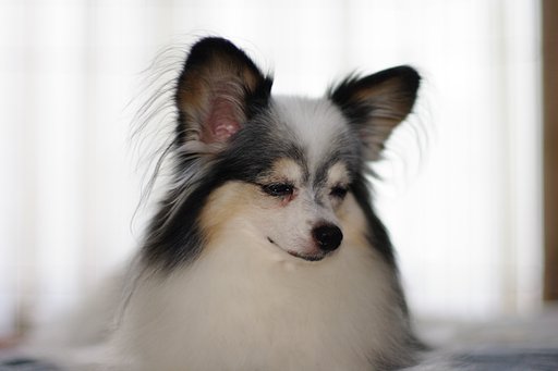 暑中見舞い申し上げます
