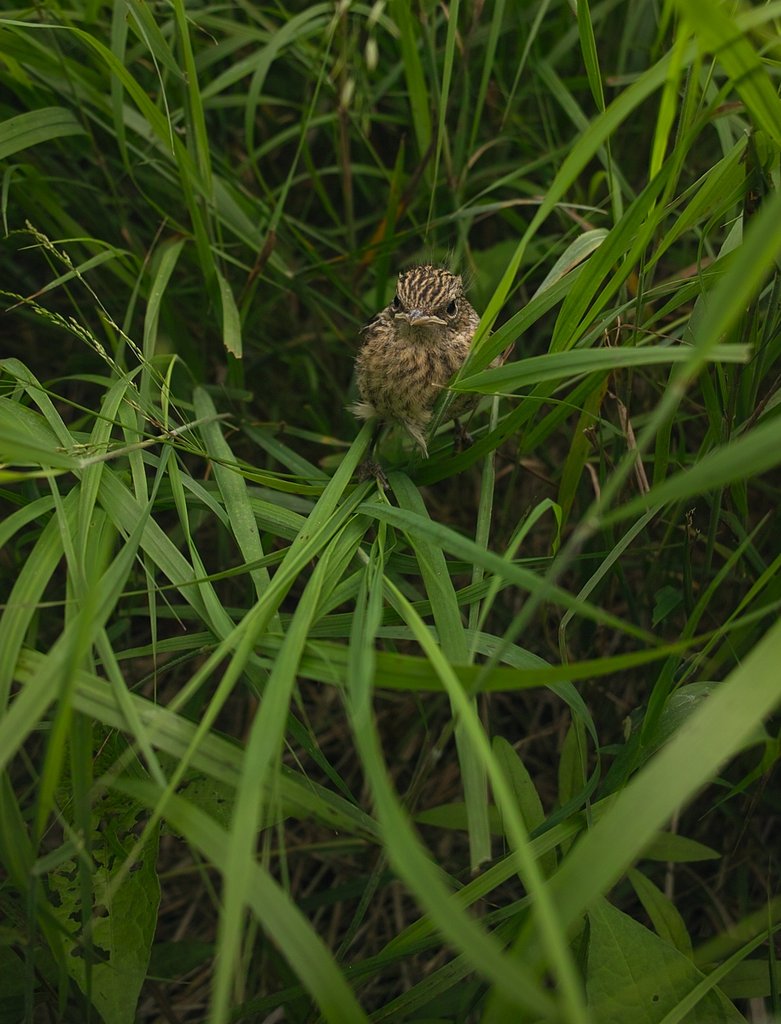 雛