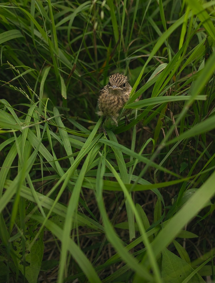 雛