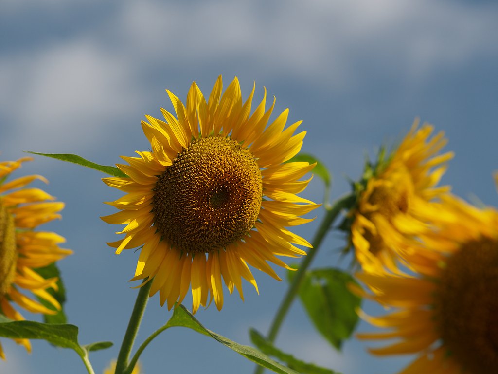 夏といえば