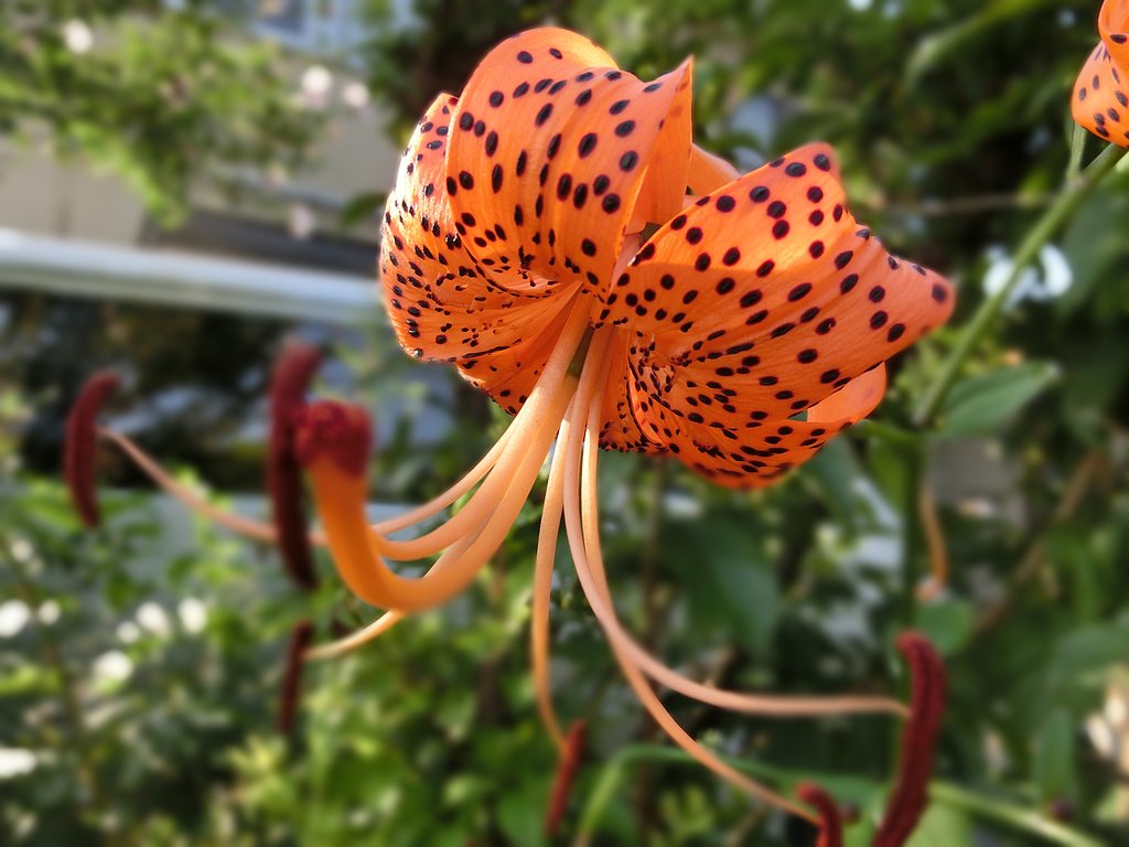 鬼ユリ