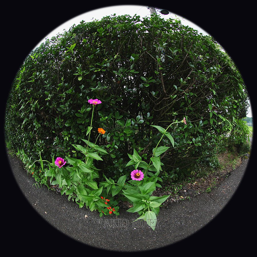 試し撮りの日々です。
