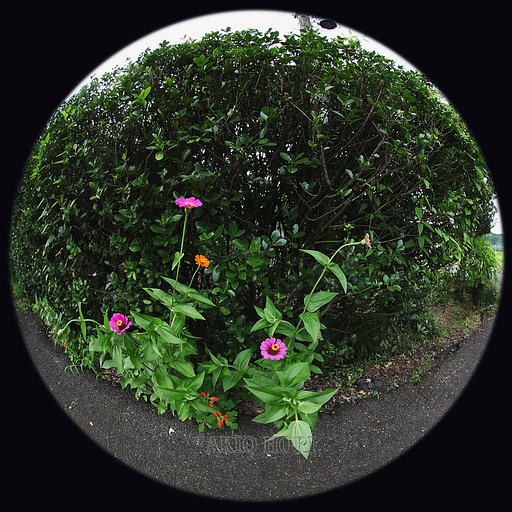 試し撮りの日々です。