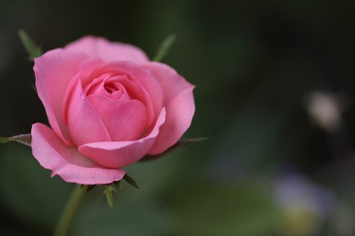 ピンクの薔薇