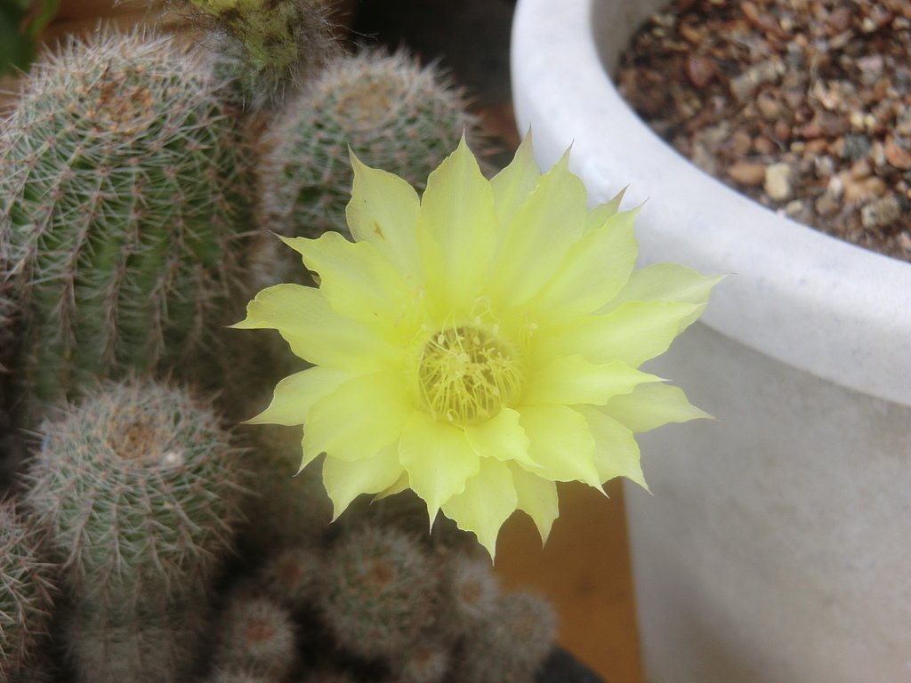 サボテンの花