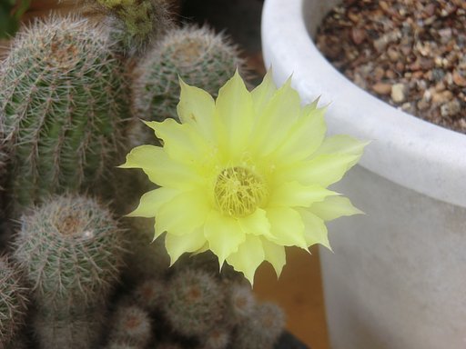 サボテンの花