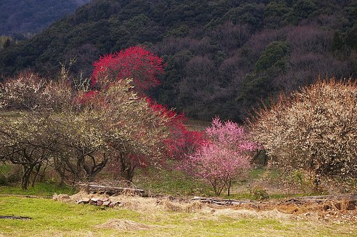 美しく咲いた
