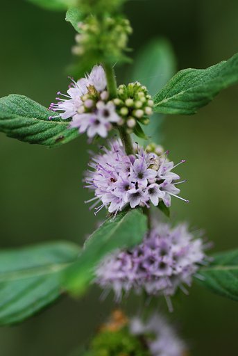 ハッカ（薄荷）の花①