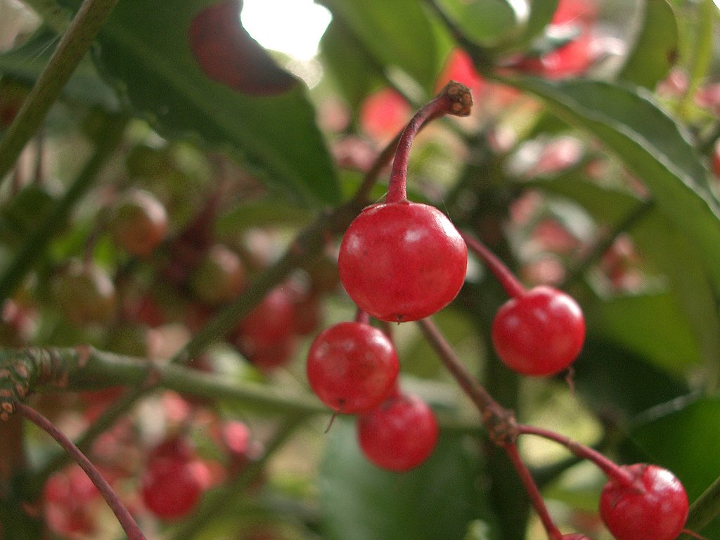 真っ赤なリンゴ