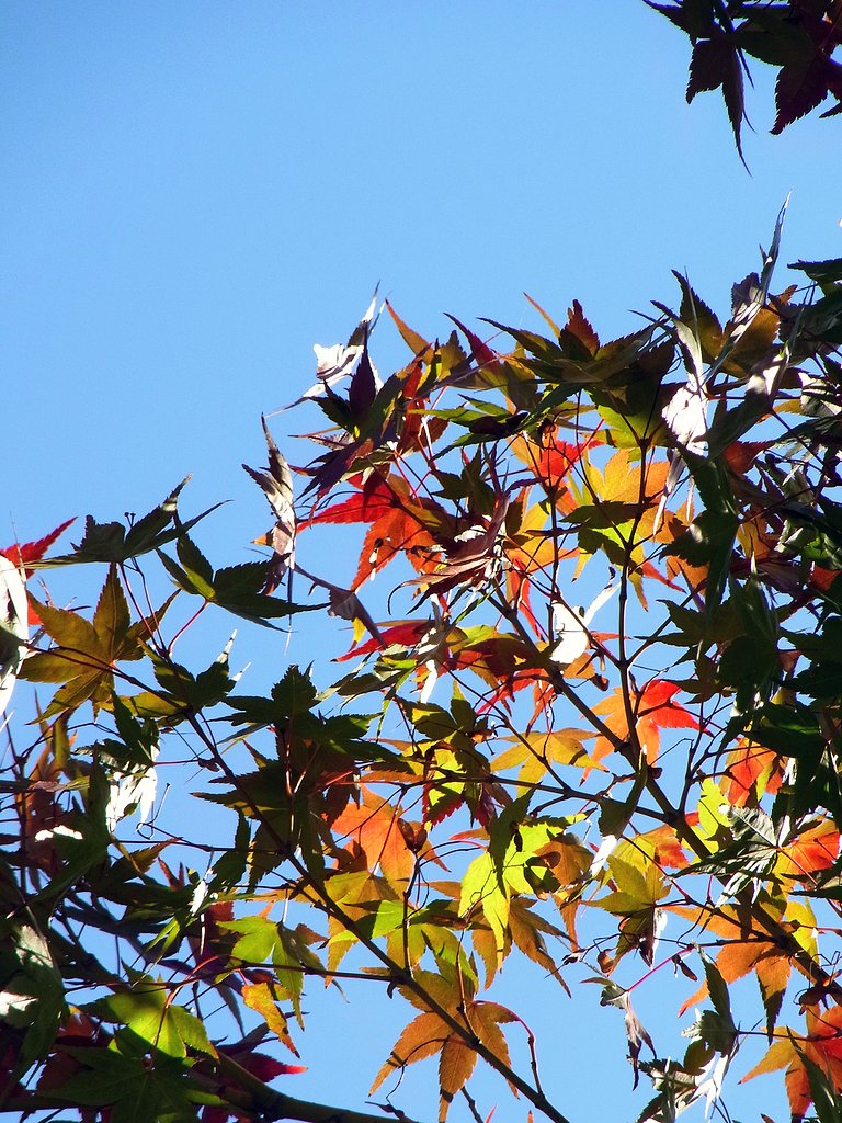 密かに【紅】葉