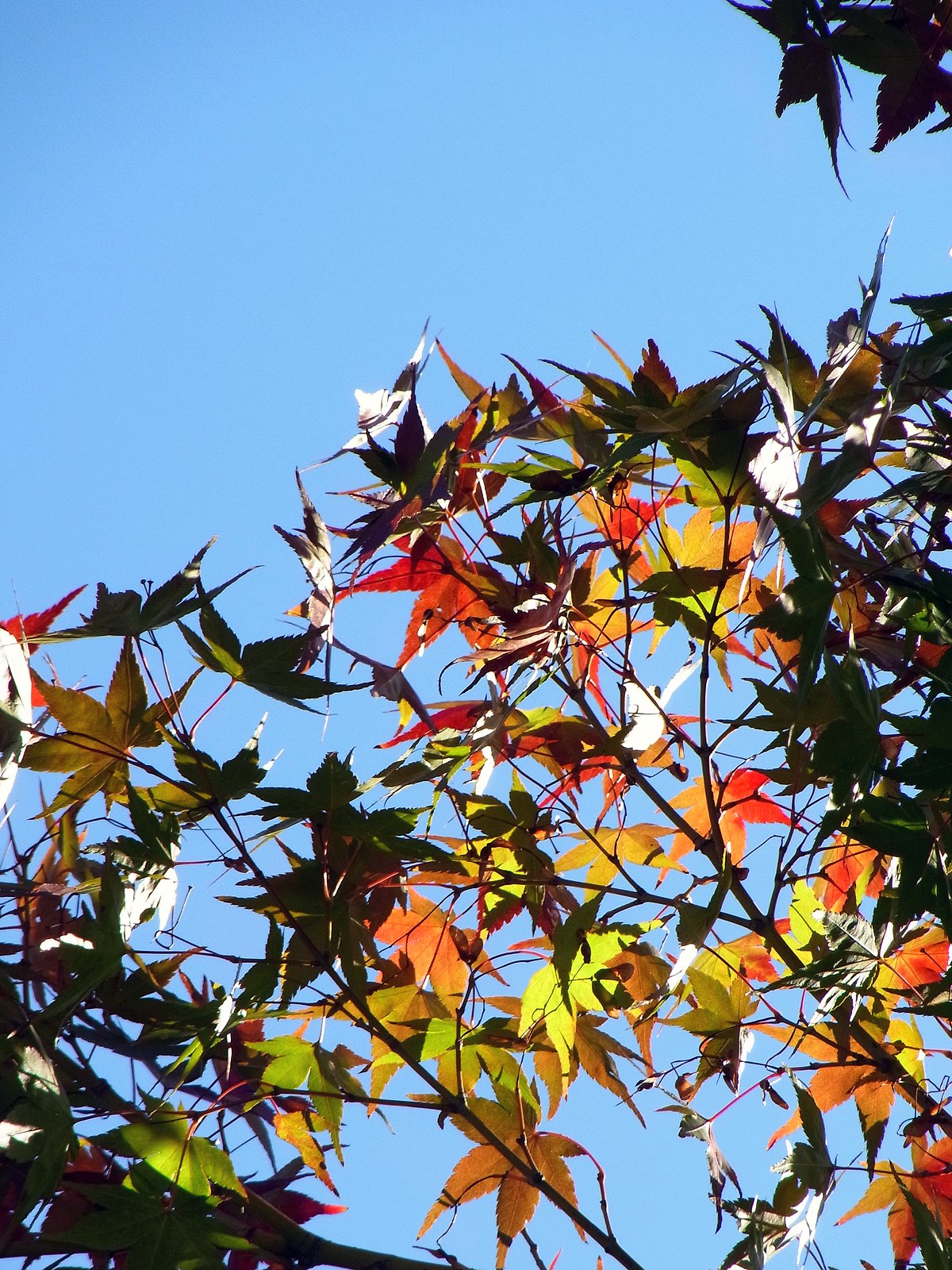 密かに【紅】葉