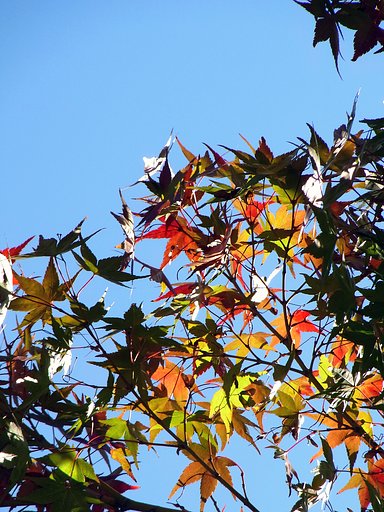 密かに【紅】葉