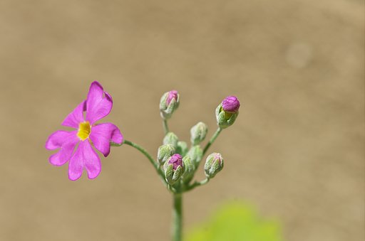サクラソウが咲きました。