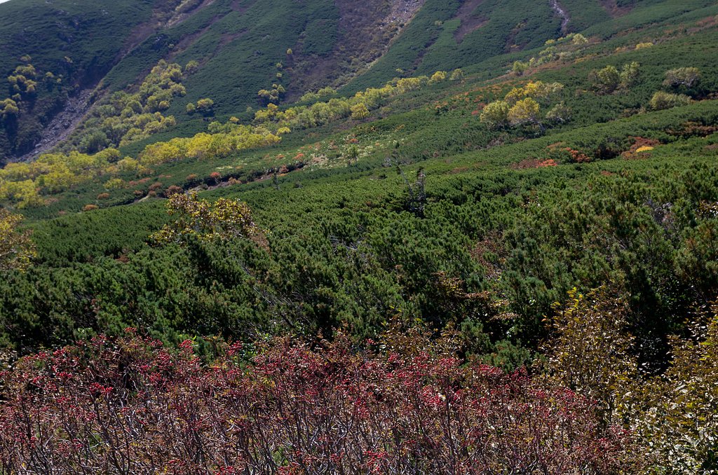 山の紅葉