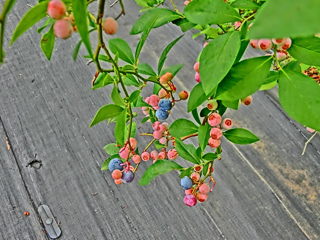 そろそろ食べごろ