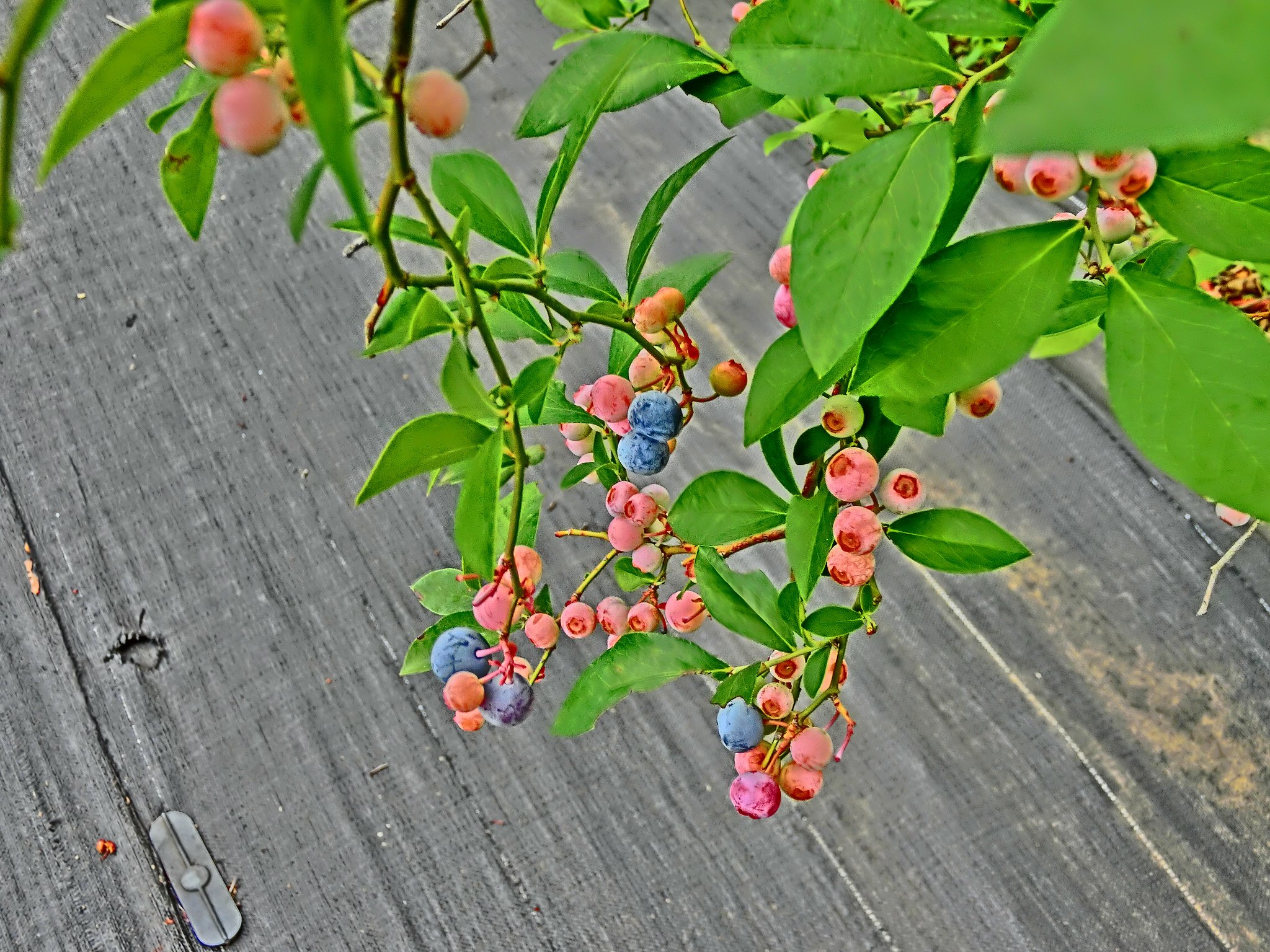 そろそろ食べごろ
