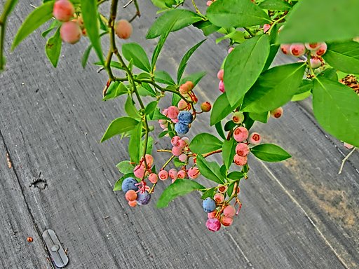 そろそろ食べごろ