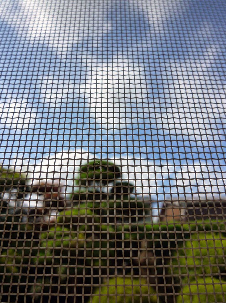 網戸越えの夏【空】