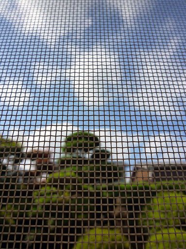 網戸越えの夏【空】
