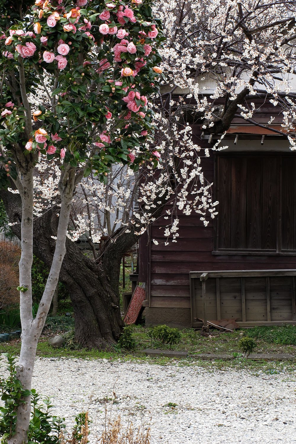 廃屋の庭に咲く