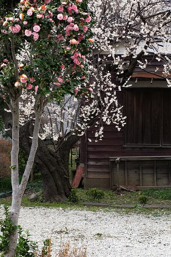 廃屋の庭に咲く