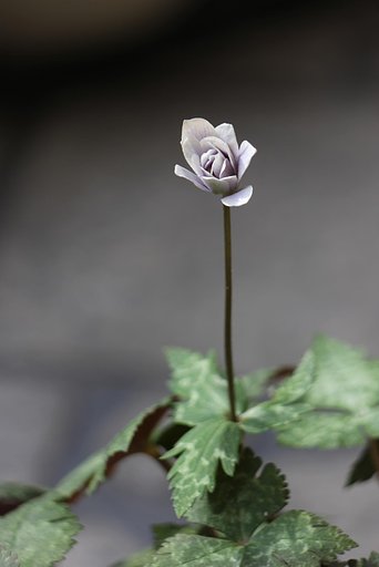 ようやくのユキワリイチゲ
