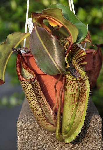 珍しい食虫植物のウツボカズラＮＯ−２