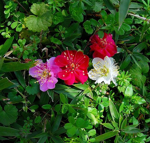 梅花を寄せて