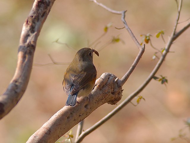 朝の虫食