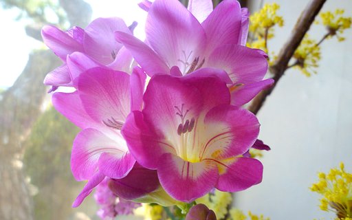 【淡彩】切り花