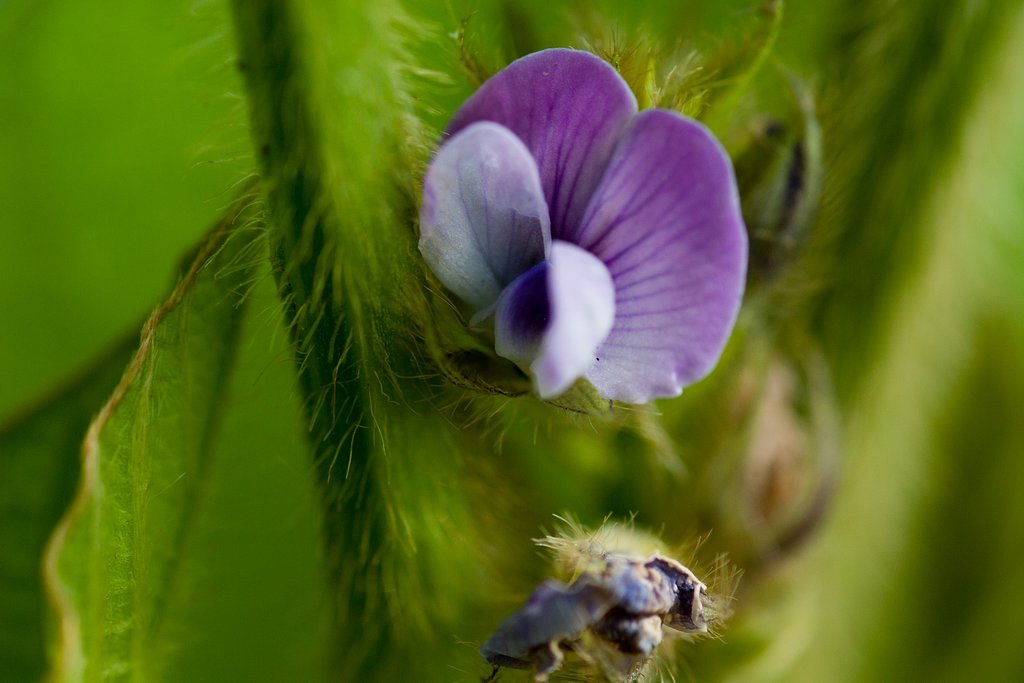 タンバノクロマメの花