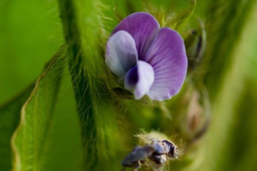 タンバノクロマメの花