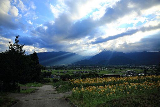 有明山と向日葵