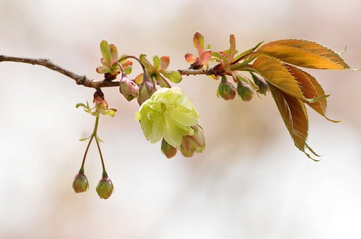 【淡彩】里桜鬱金