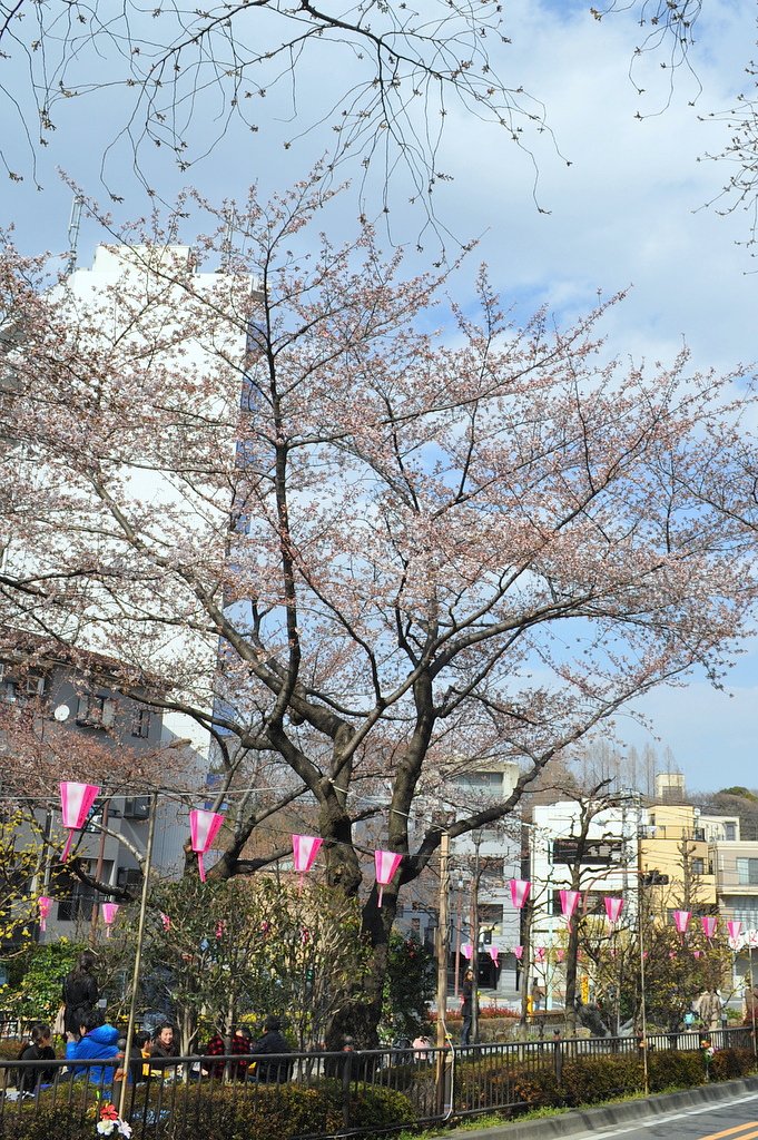 お花見風景