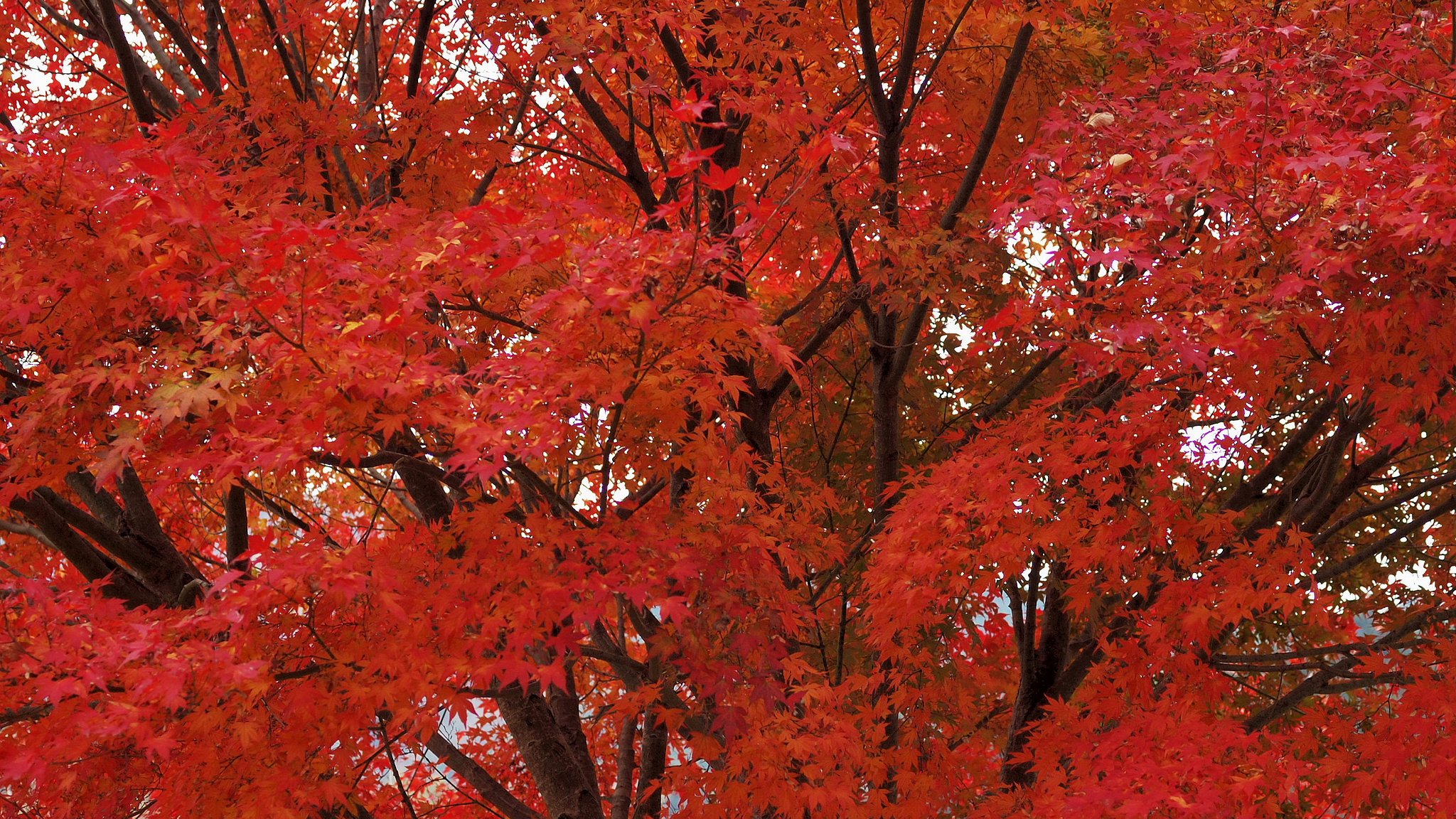 The Red Leaves