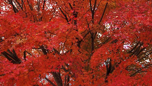 The Red Leaves