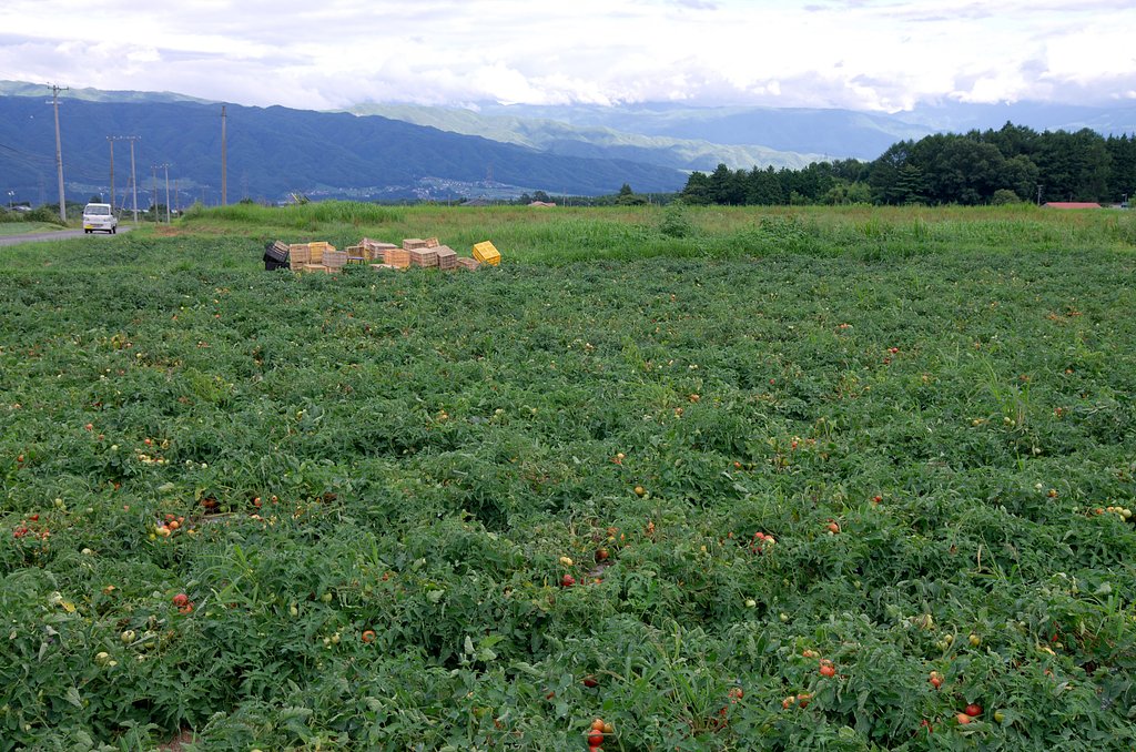 田舎のトマト畑