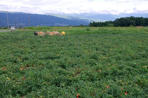 田舎のトマト畑