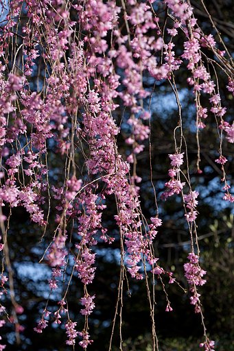枝垂れ桜2